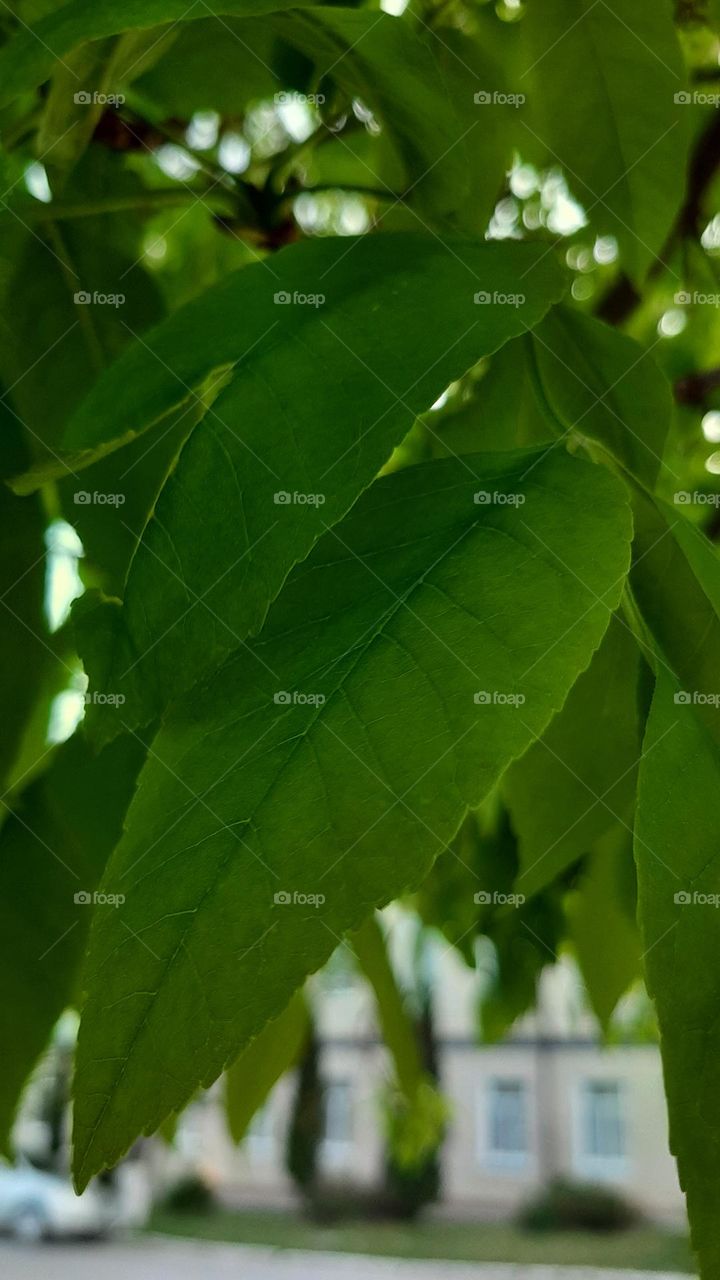 green tree leaves