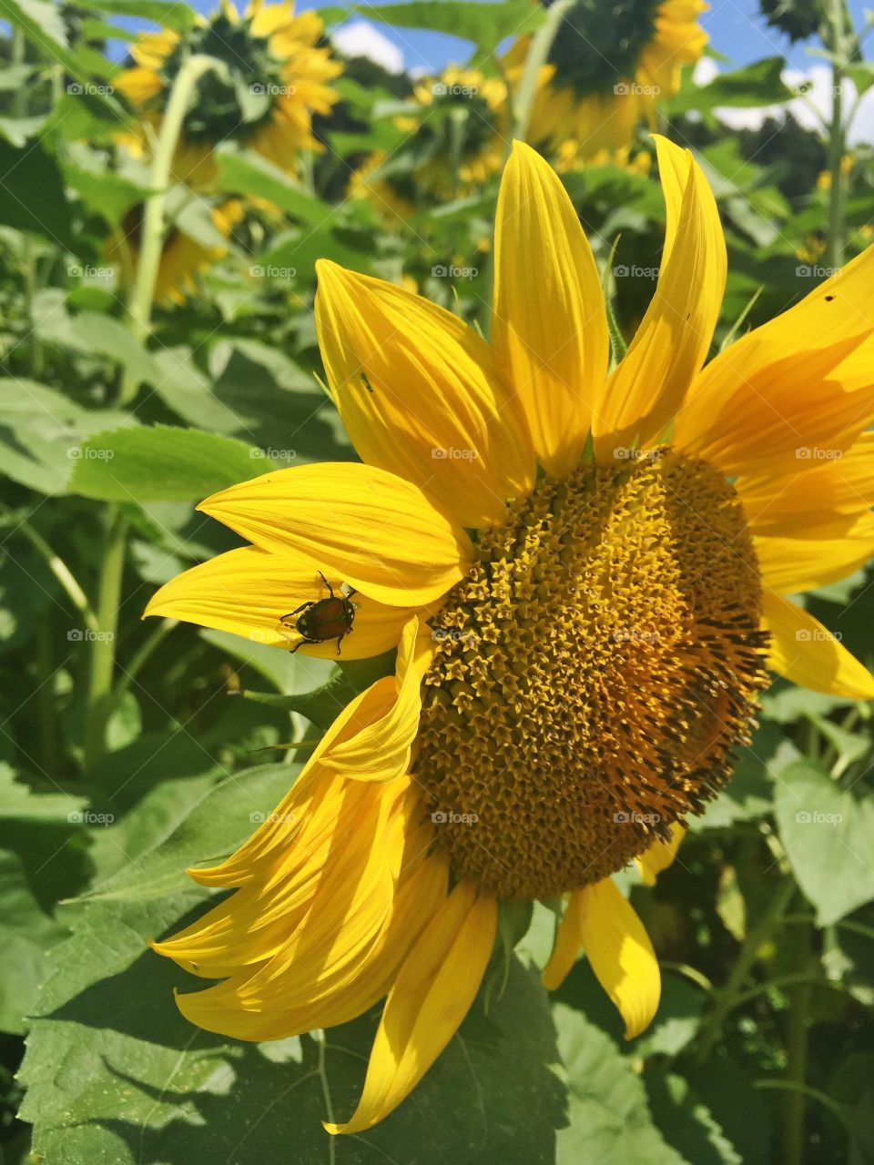 Sunflowers and ladybugs 