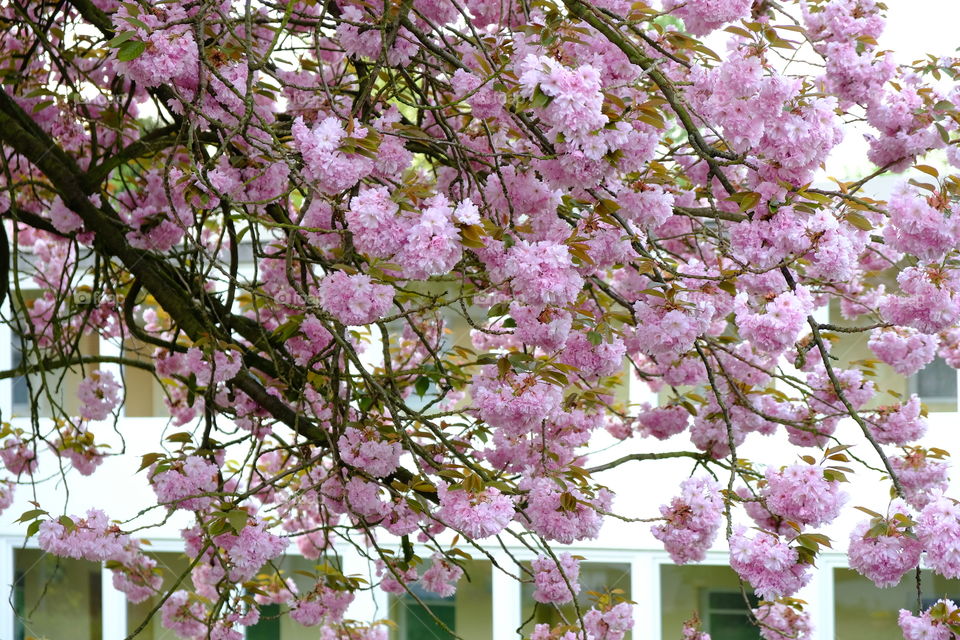 Spring in the city. A splendid blooming sakura behind my window