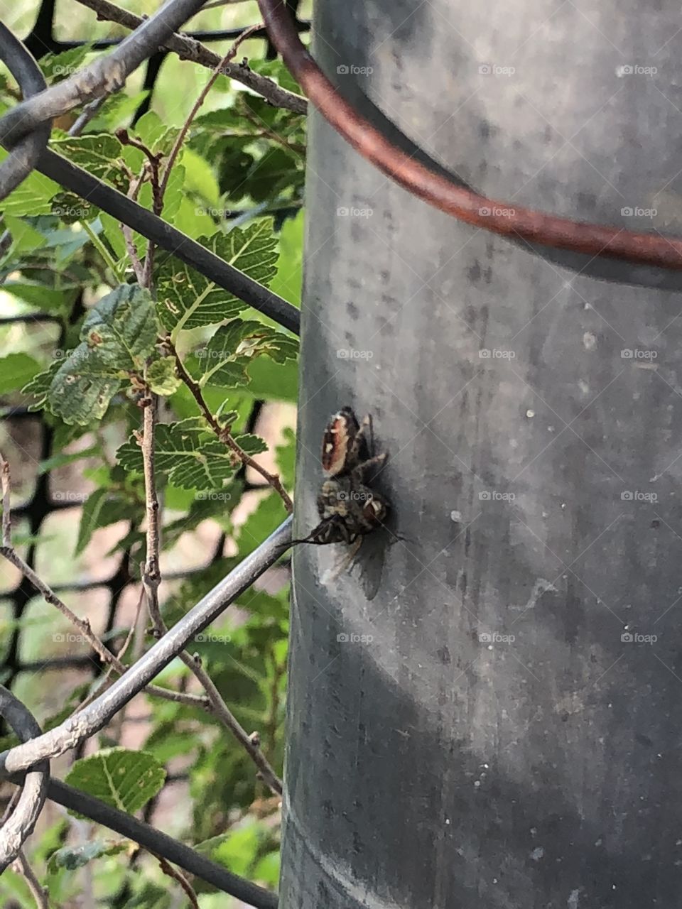 First glimpse of The spider who ate the fly