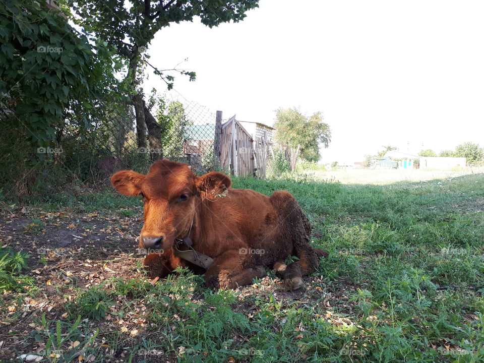 Calf brown lying alone on the grass