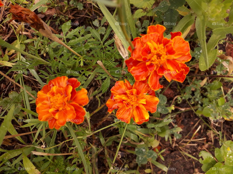 orange tagetes