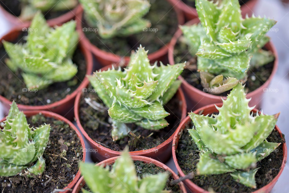 Succulents in the pots