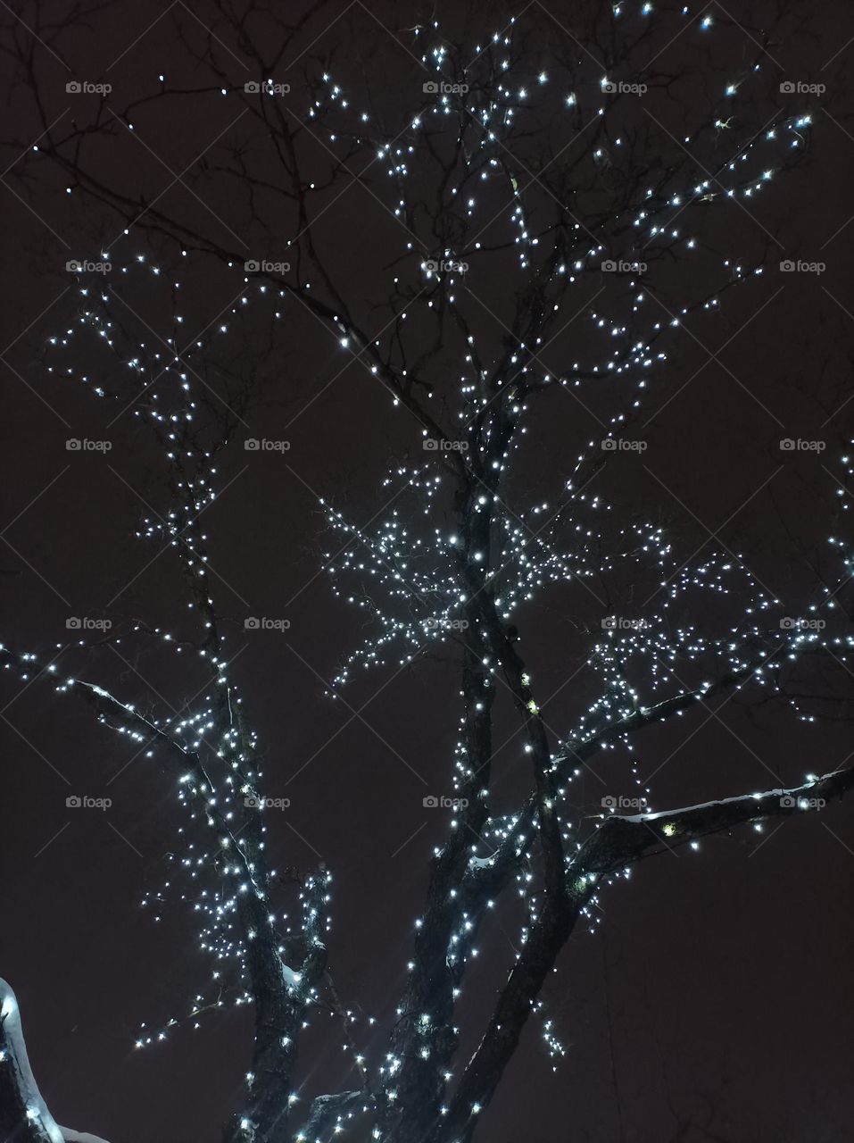 Lighted tree