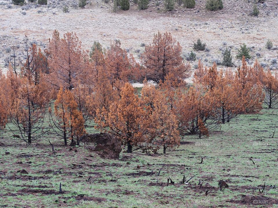 The aftermath of a fire a year ago leaves a forest of juniper trees blackened and contrasting with fresh green spring grass on a hill overlooking Central Oregon farmland. 