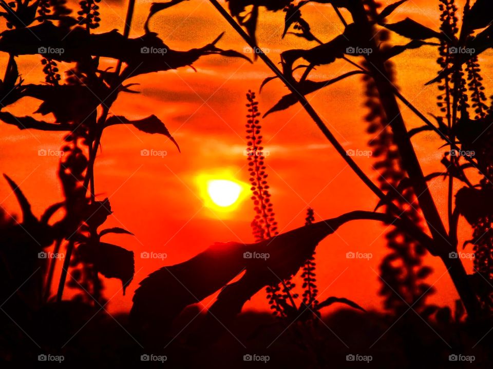 Sunset thru the weeds 
