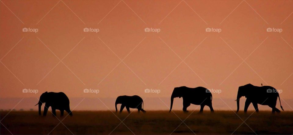 Elephants