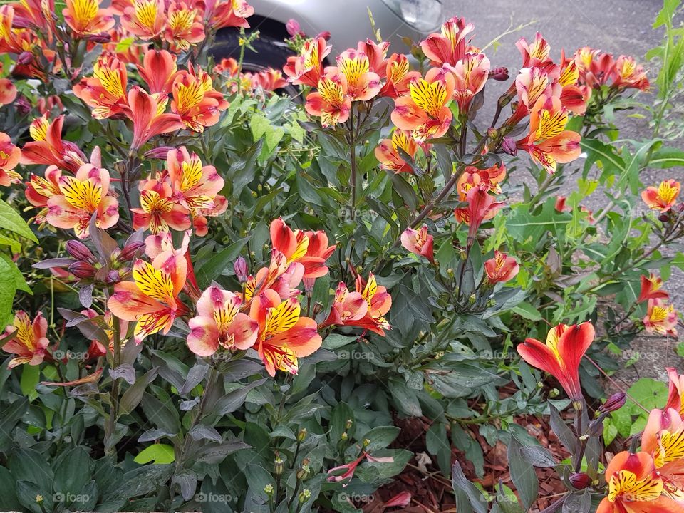 orange and yellow flowers