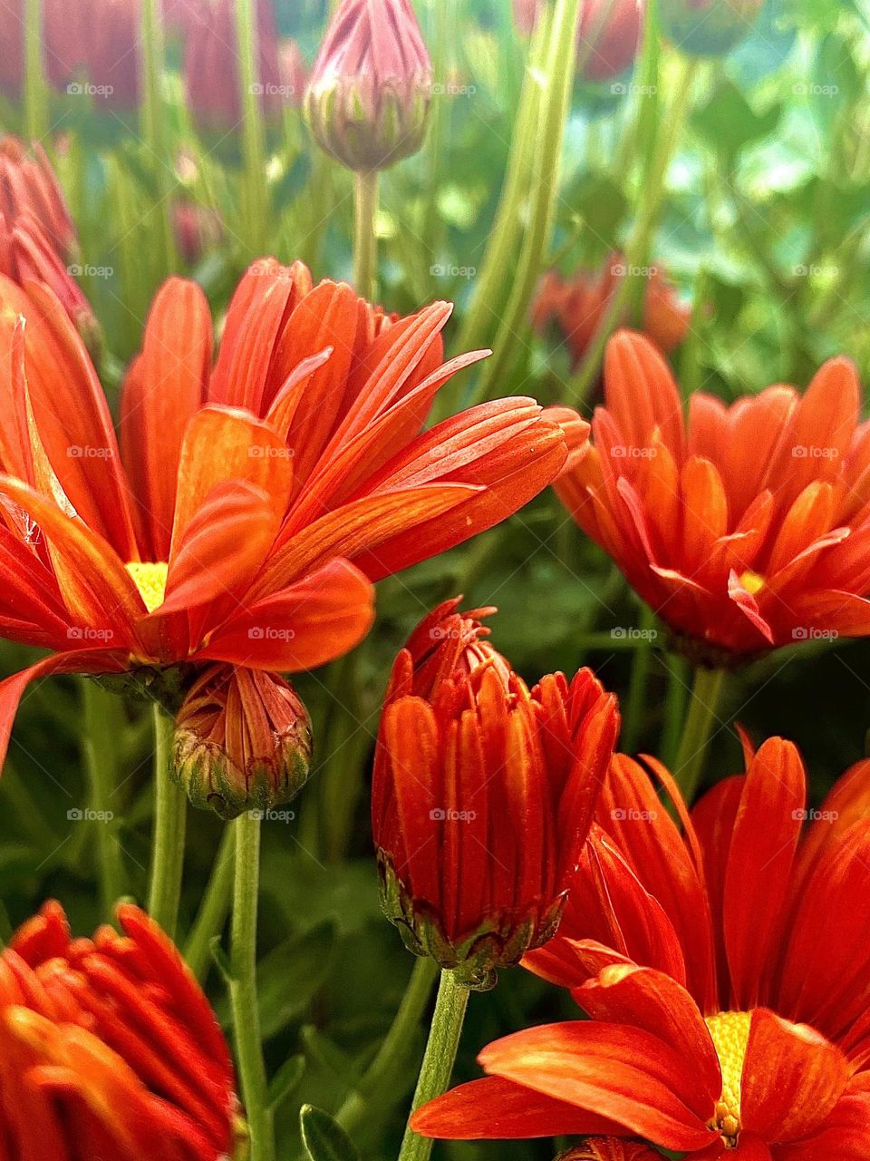 Red flowers