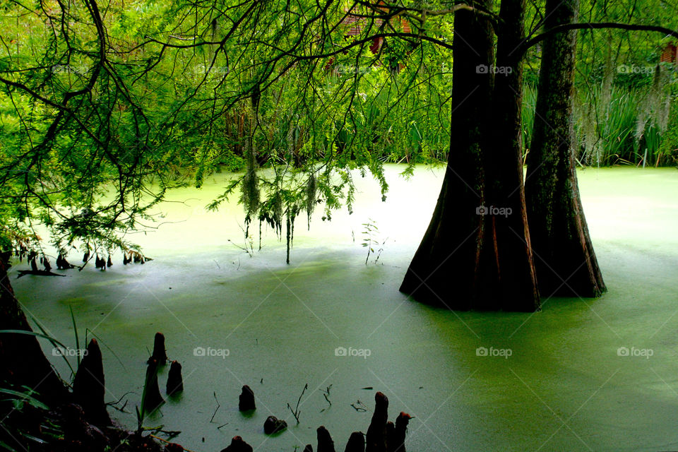 Louisiana Bog