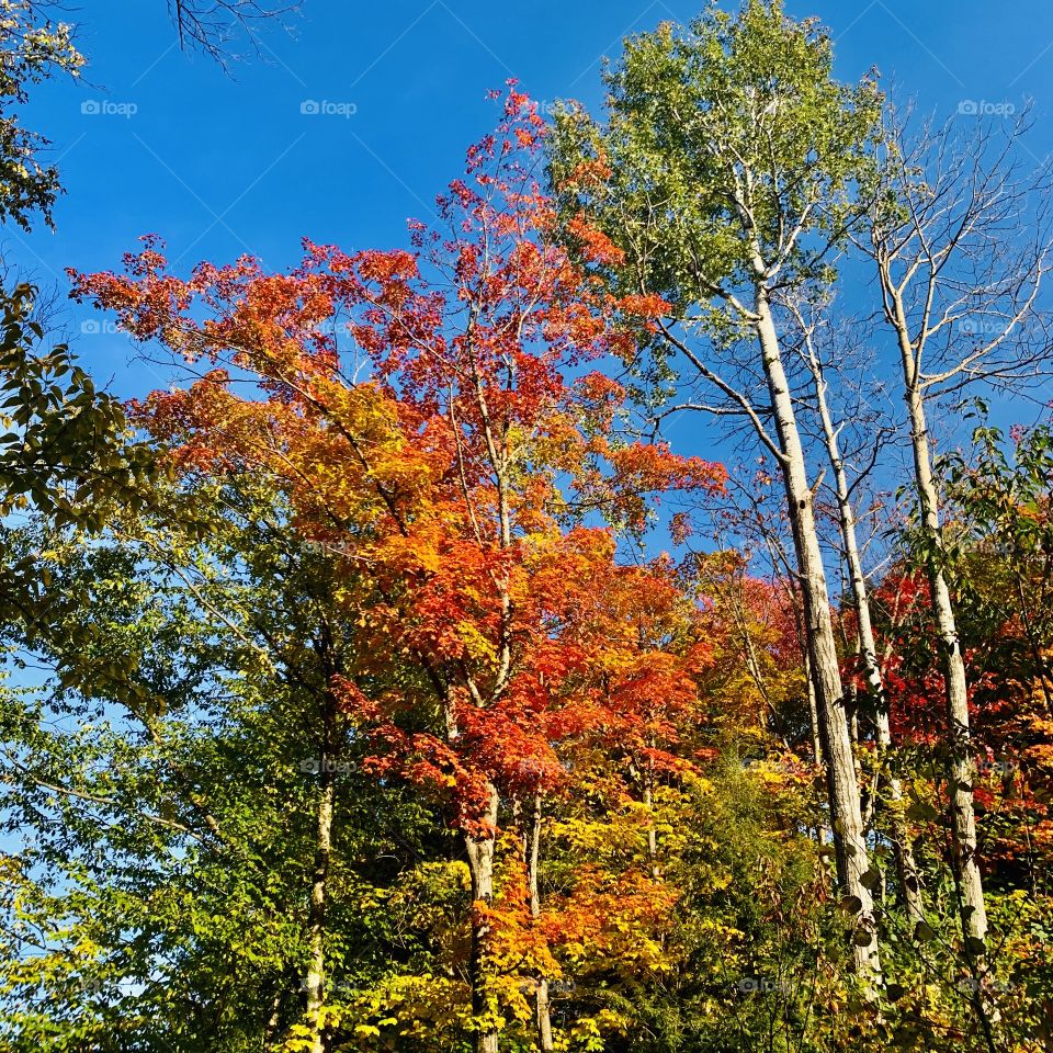 Autumn in the Laurentians 🍂