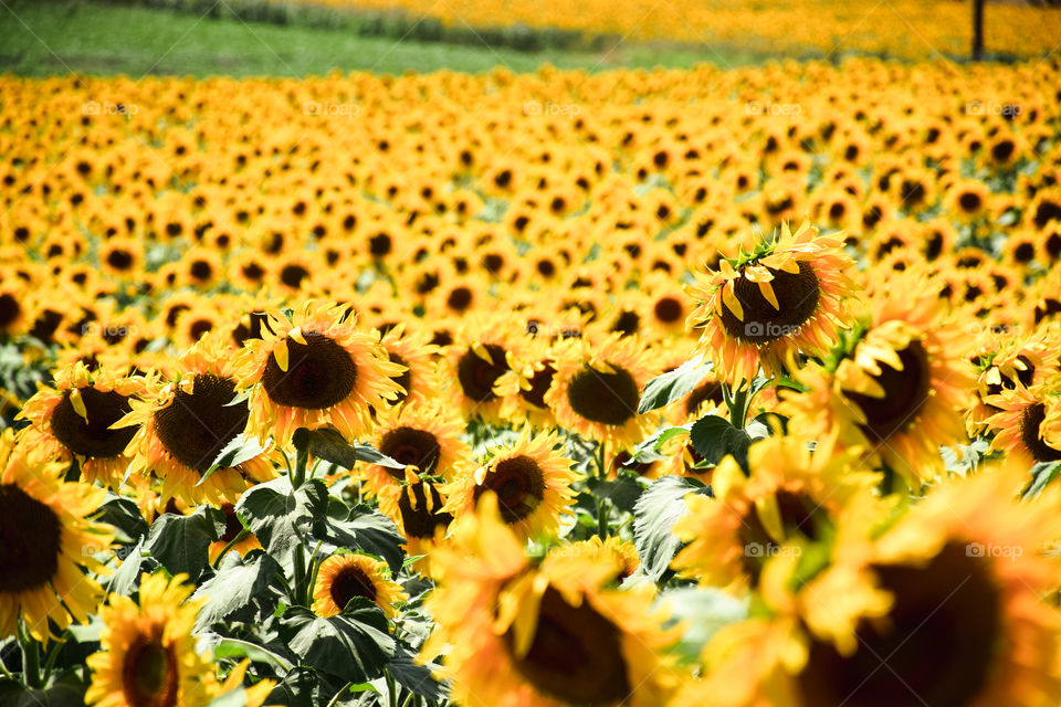 Sunflower, Nature, No Person, Flower, Flora