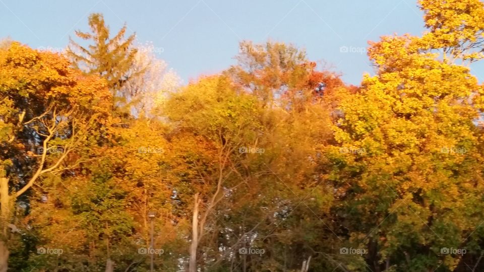Fall, Leaf, Tree, Maple, Season