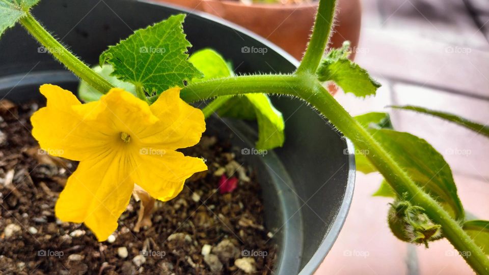 Cucumber blossom