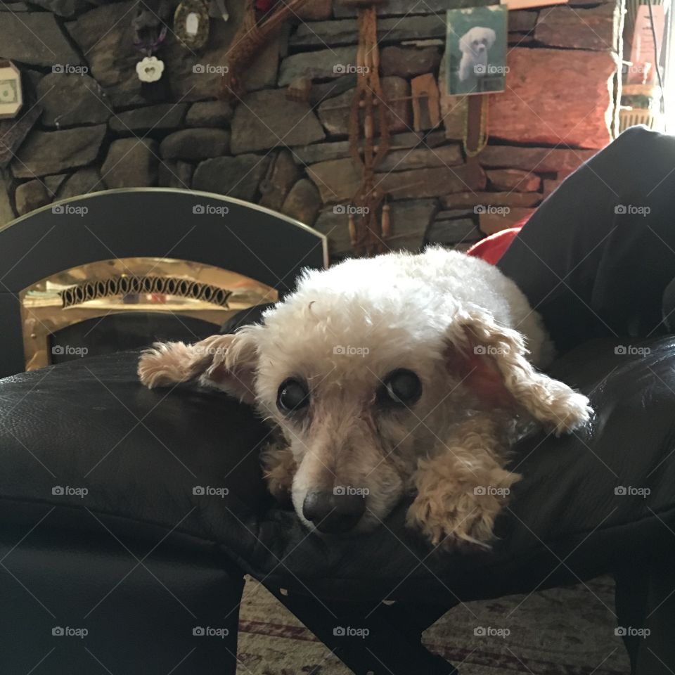Dog With Fieldstone Fireplace Background
My leg rest was up & hubby saw opportunity for this photo of my poodle at my feet. Our fieldstone fireplace was burning but you don't see that, too bad!
