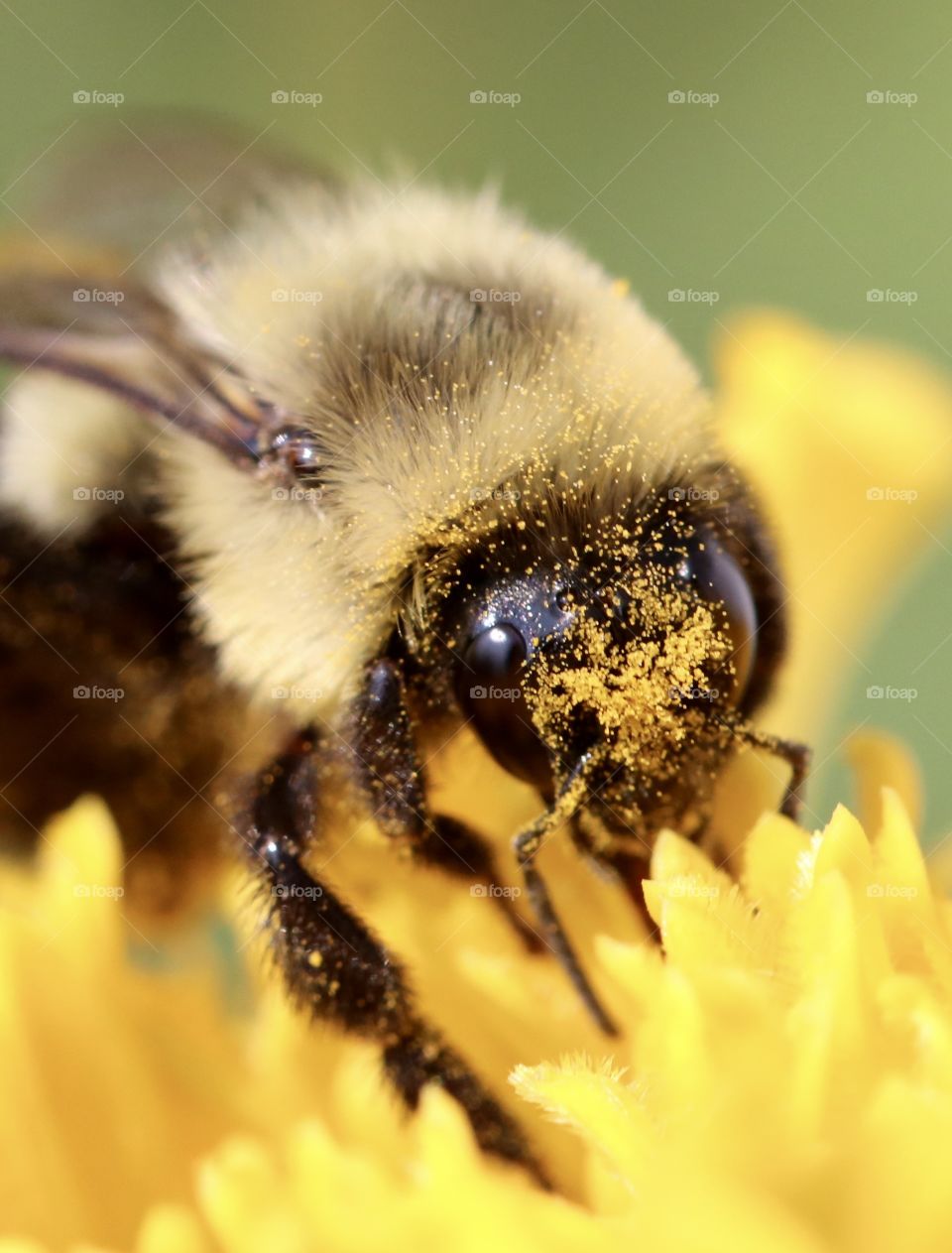 Fuzzy carpenter bee with yellow pollen on its face 