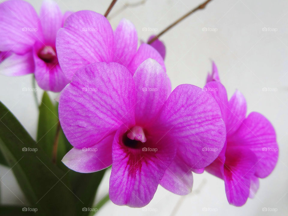 pink flower purple tree by sonchai