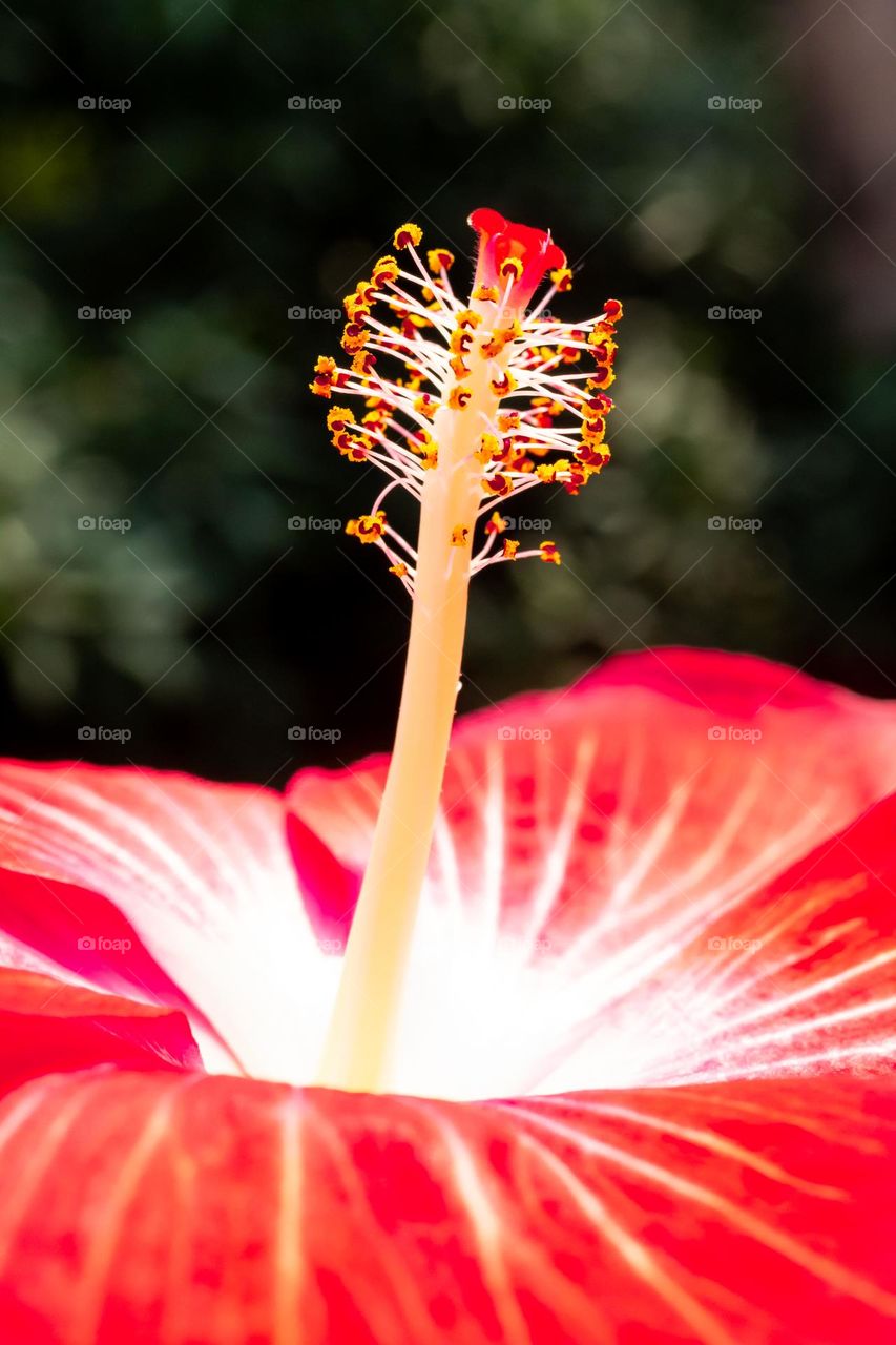 Closeup of Hibiscus Pollen