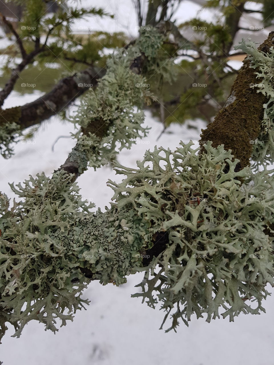 green beaty of nature