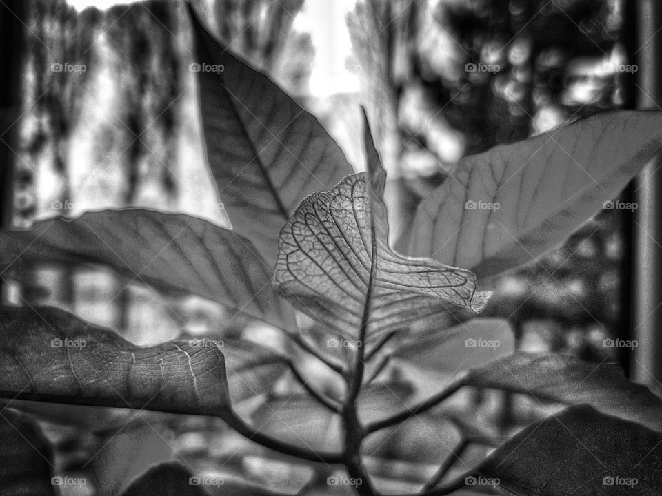 Leaves in BW.