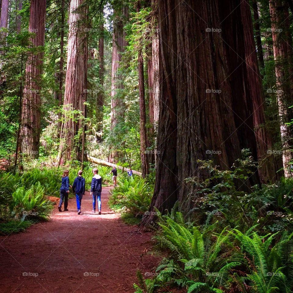 Big Trees / Little People