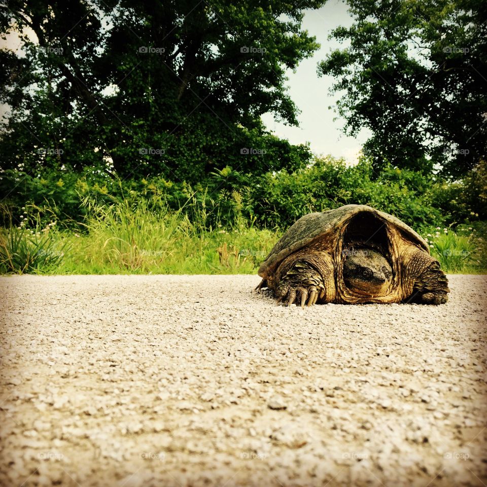 Snapper. Snapping turtle on the bike trail I frequent