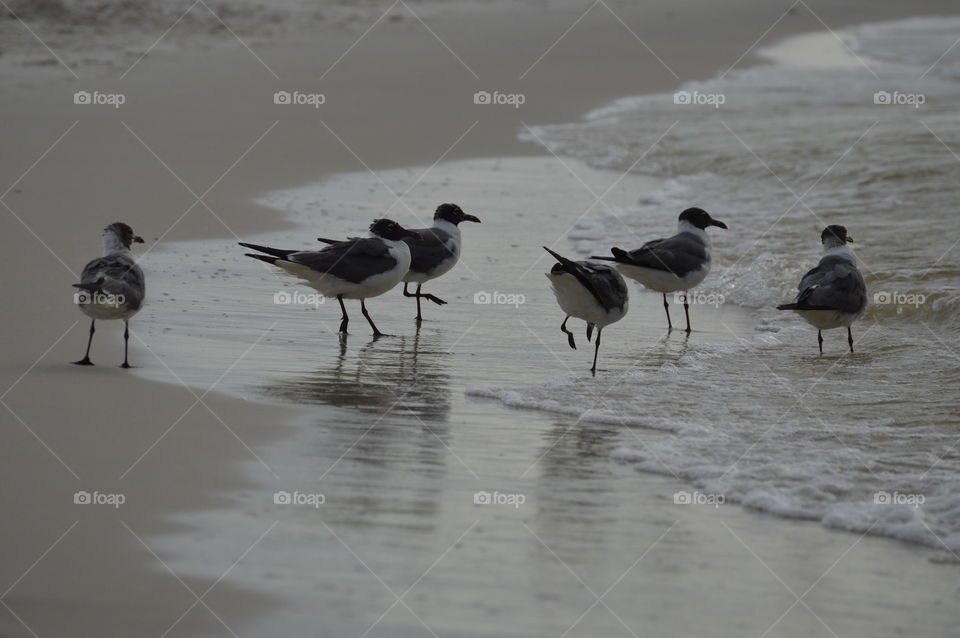 Seagulls by the Seashore