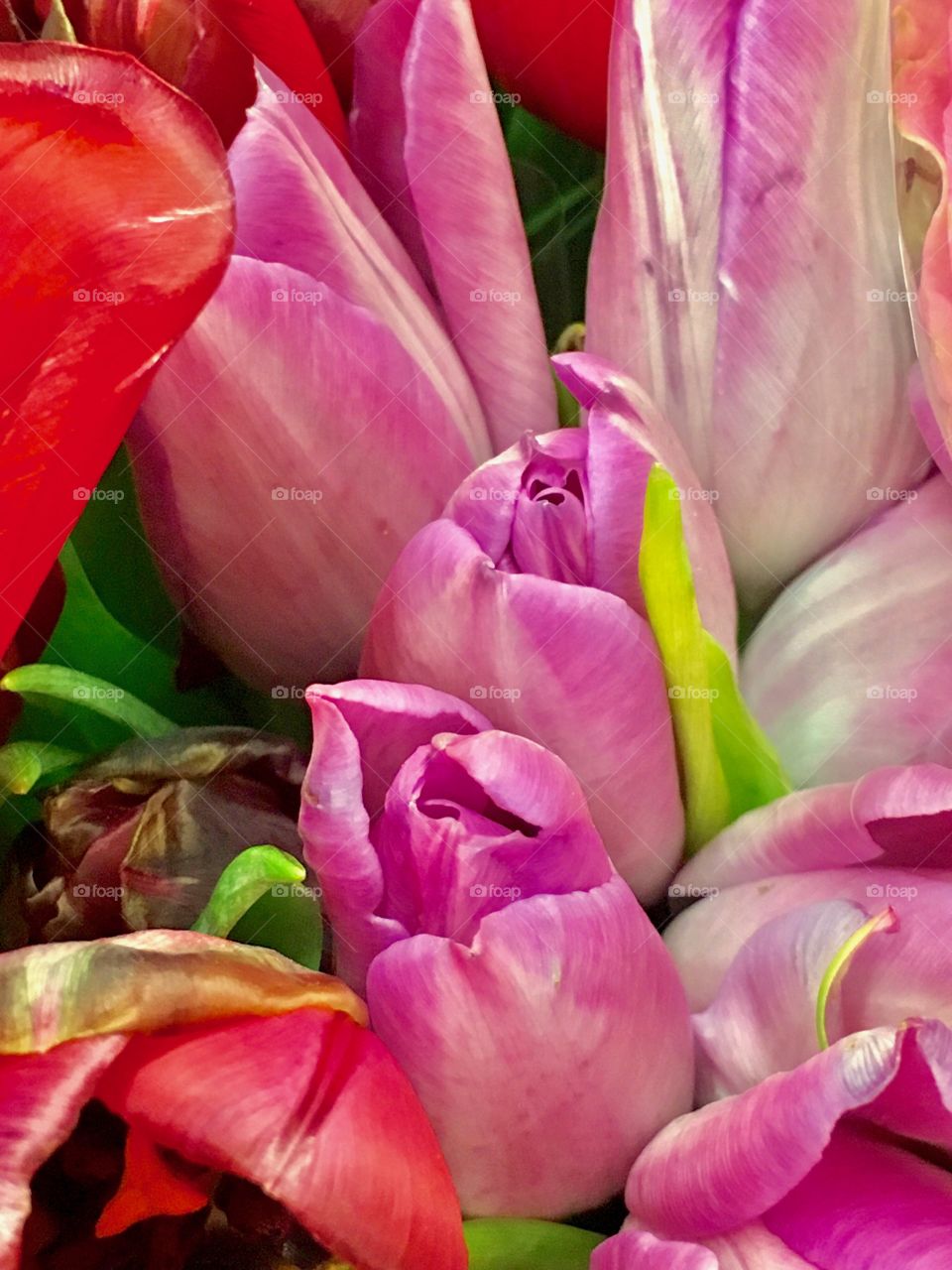 Hot Pink Tulips 
