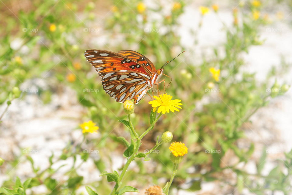 A butterfly on yellow flowers