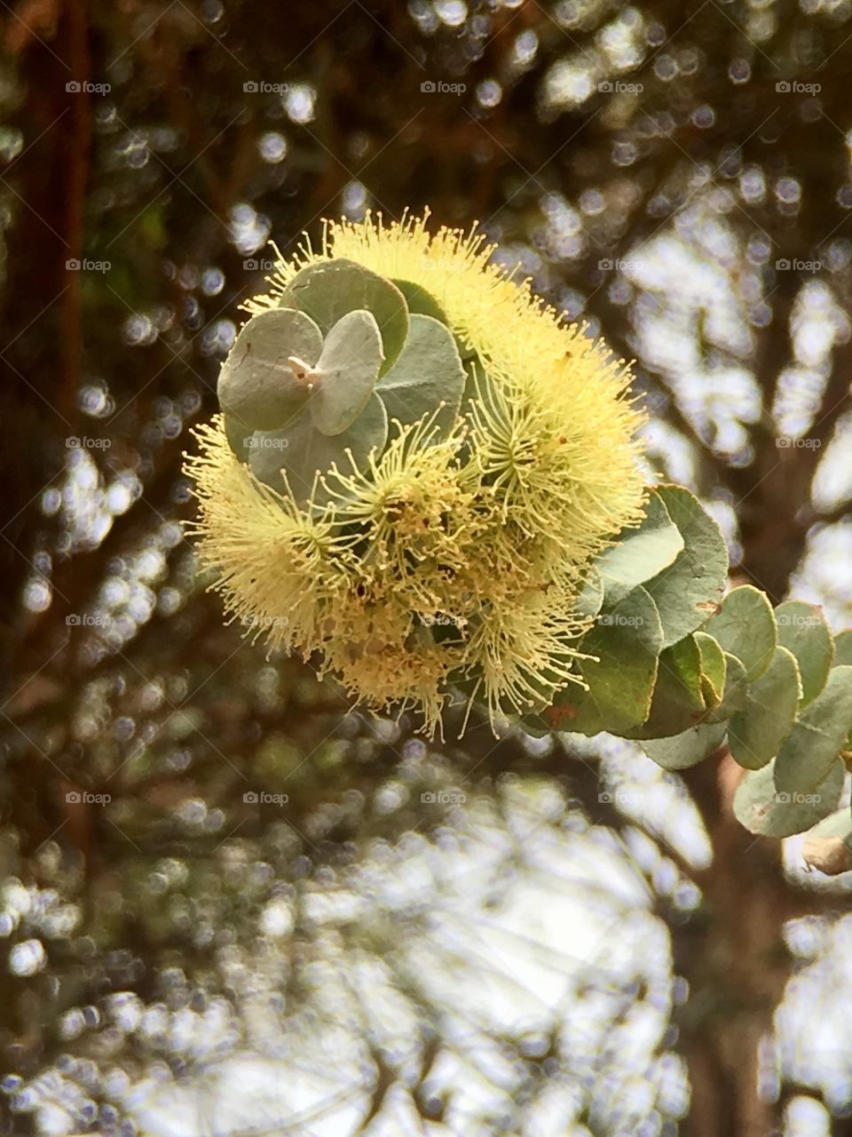 Blooming eucalyptus branch blurred garden background south Australia 