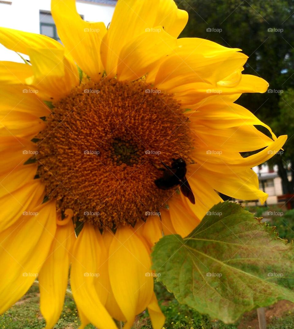 Girasol y abeja