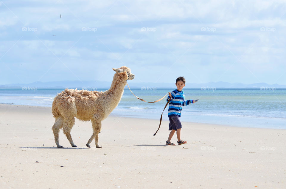 Walking with the alpaca on the beach 