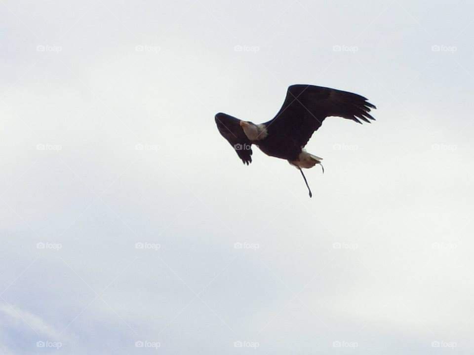 Vulture, flight, wings, sky