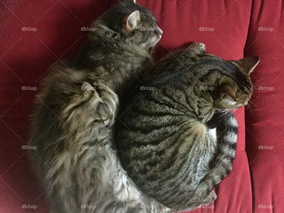 Sleeping cats
