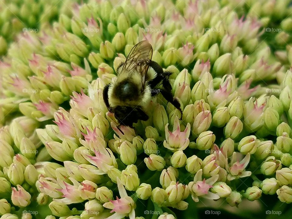 A bumblebees pollinating the fliers in our yard