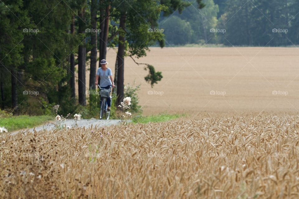 Harvesting time. Women bicycles near wheat fields 