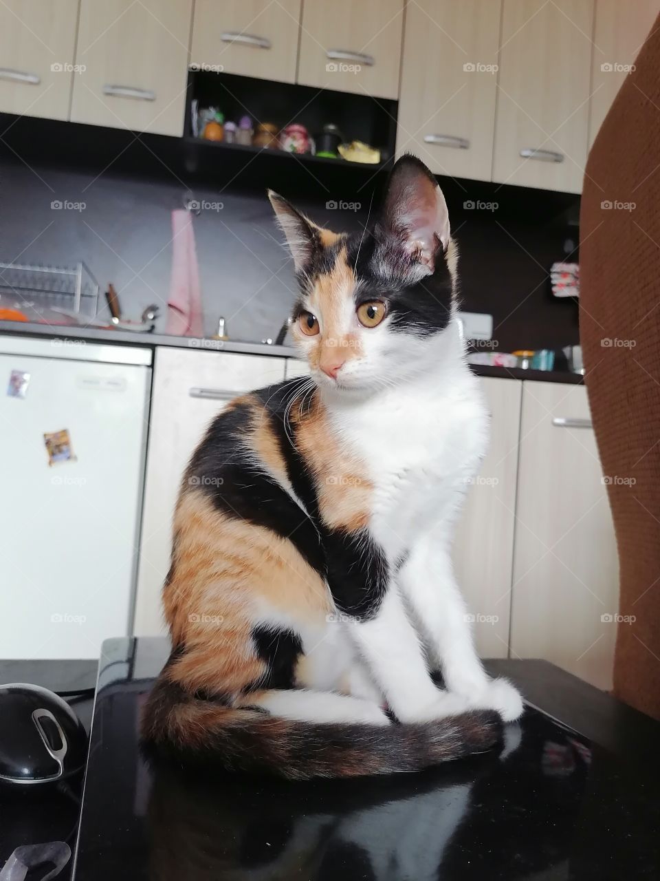 My cat is on my laptop again