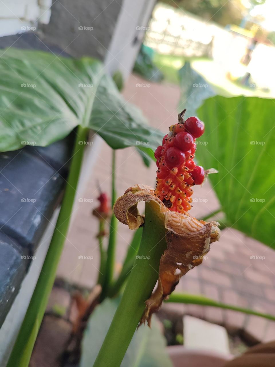 Alocasia brisbanensis