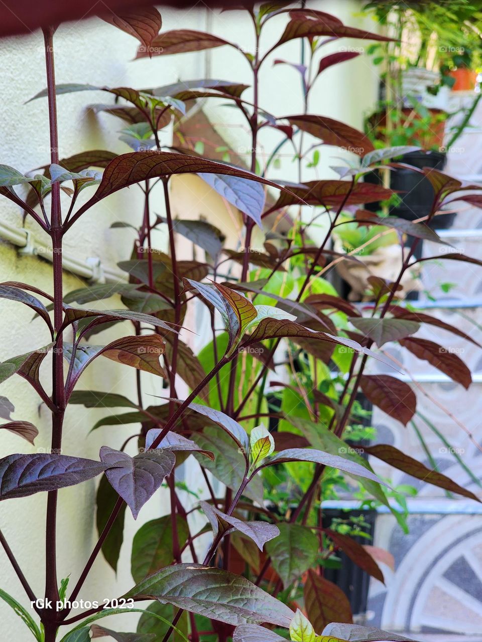 brownish red leaves