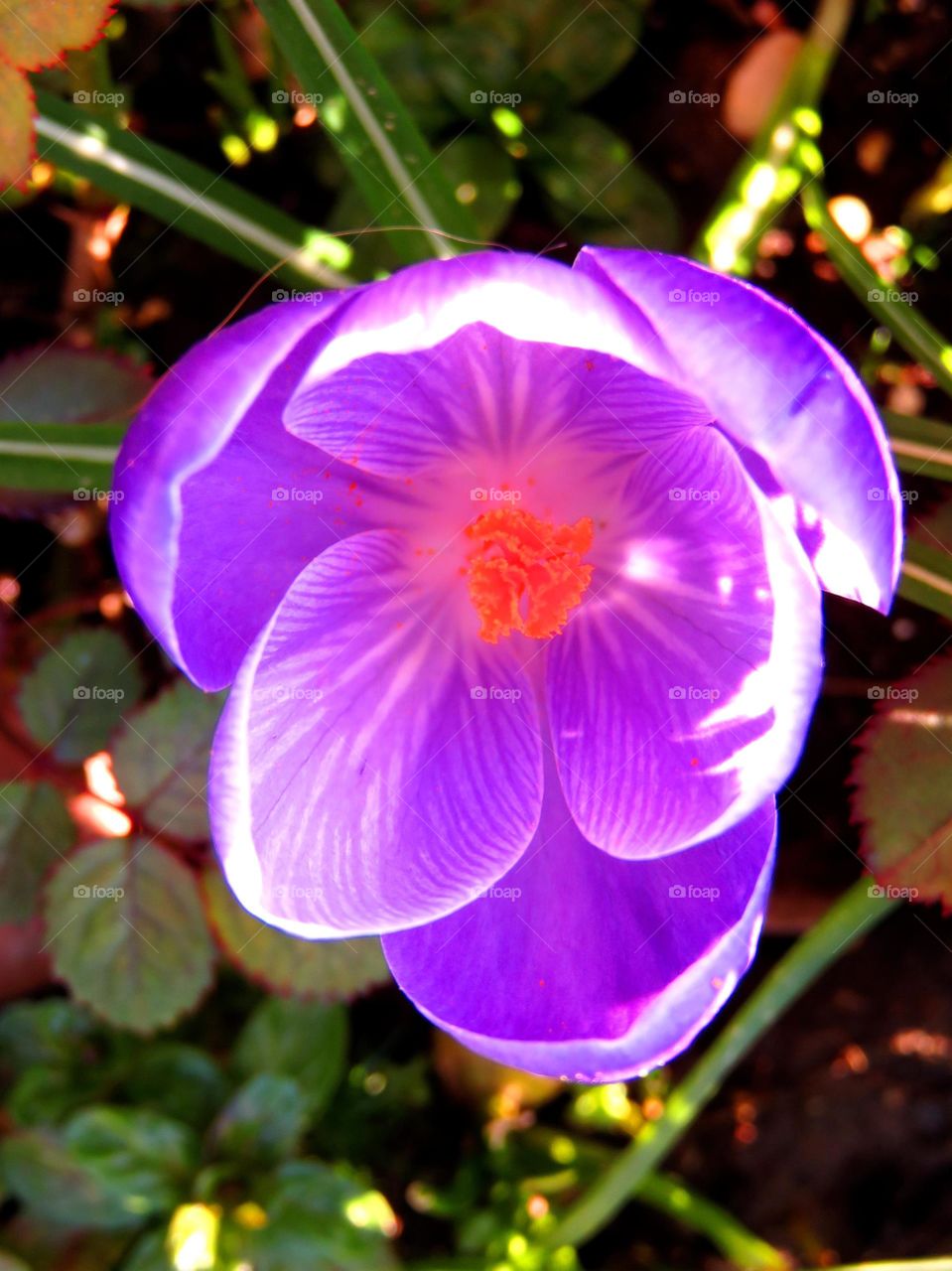 Spring crocus