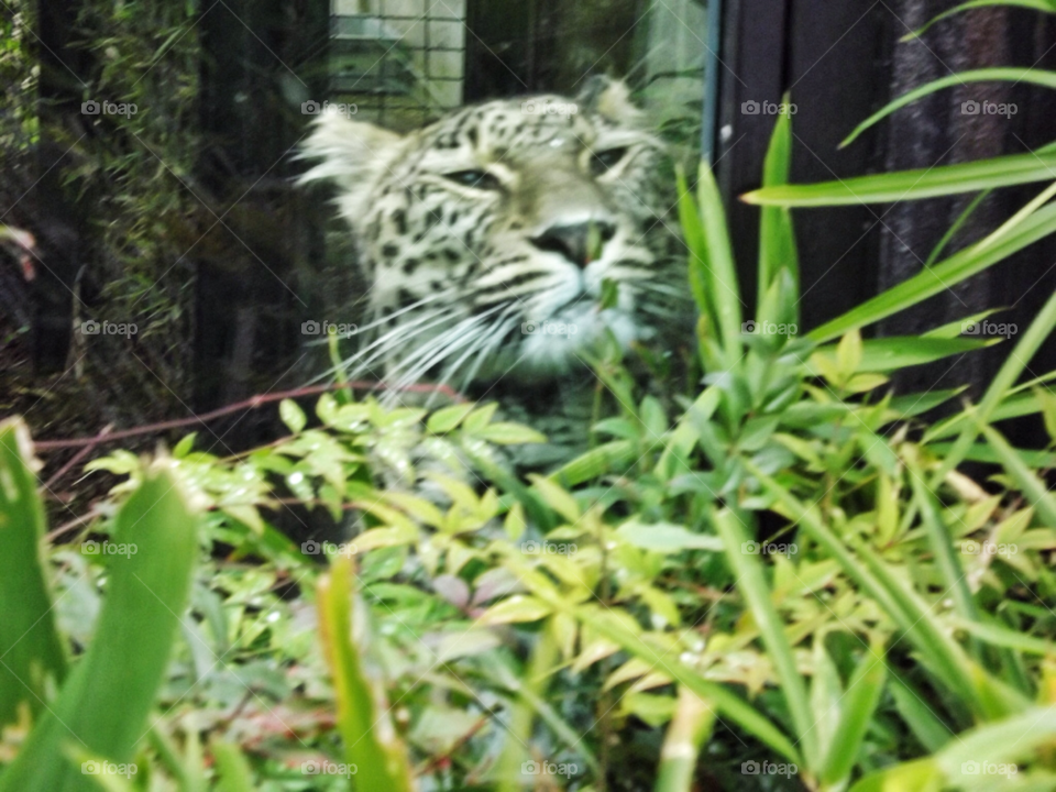 animal rome zoo leopard by yasinali