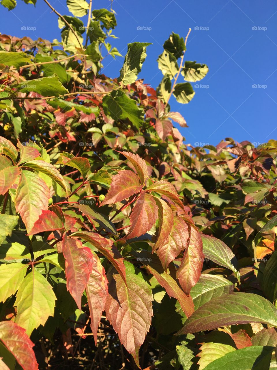 Colorful Virginia creeper on blue sky