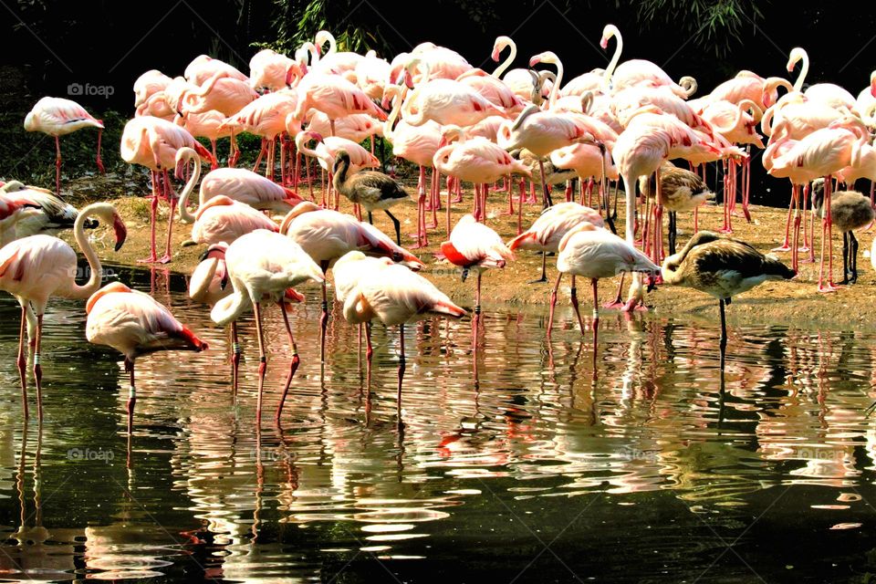 Flamingos im Wasser stehend