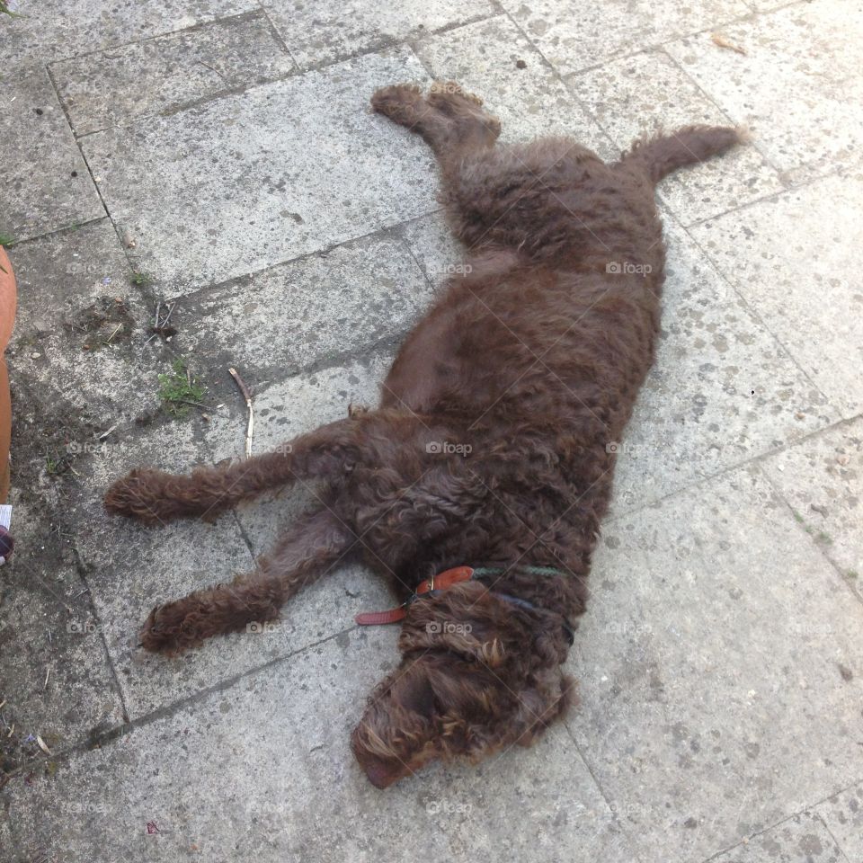 Chocolate brown  Labradoodle dog.