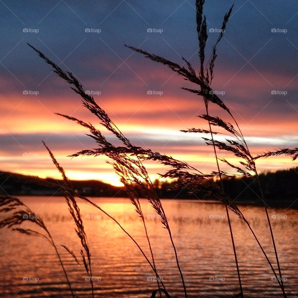 sunsetgrass