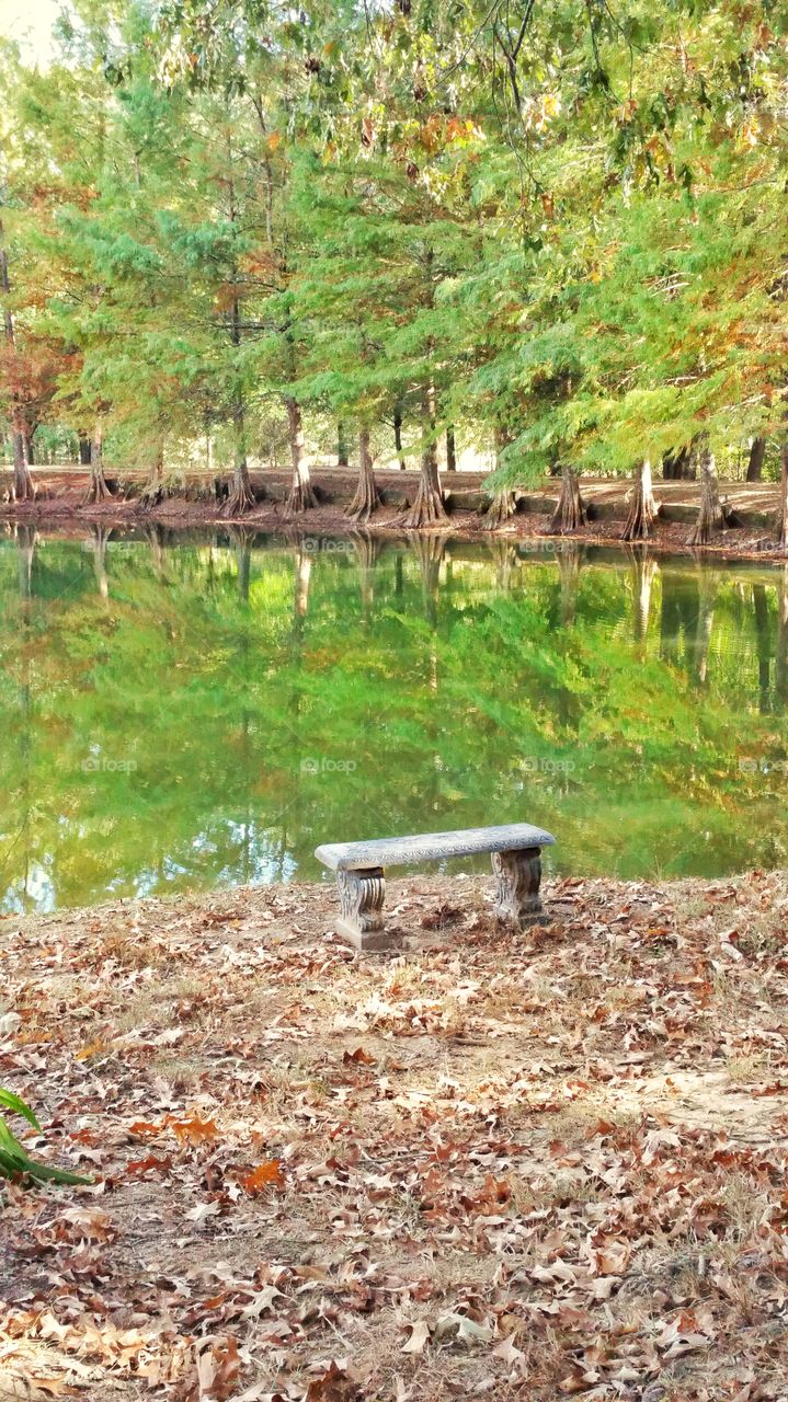 bench beside tree lined water