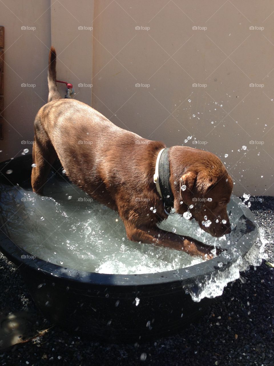 Happy dog playing in the tub