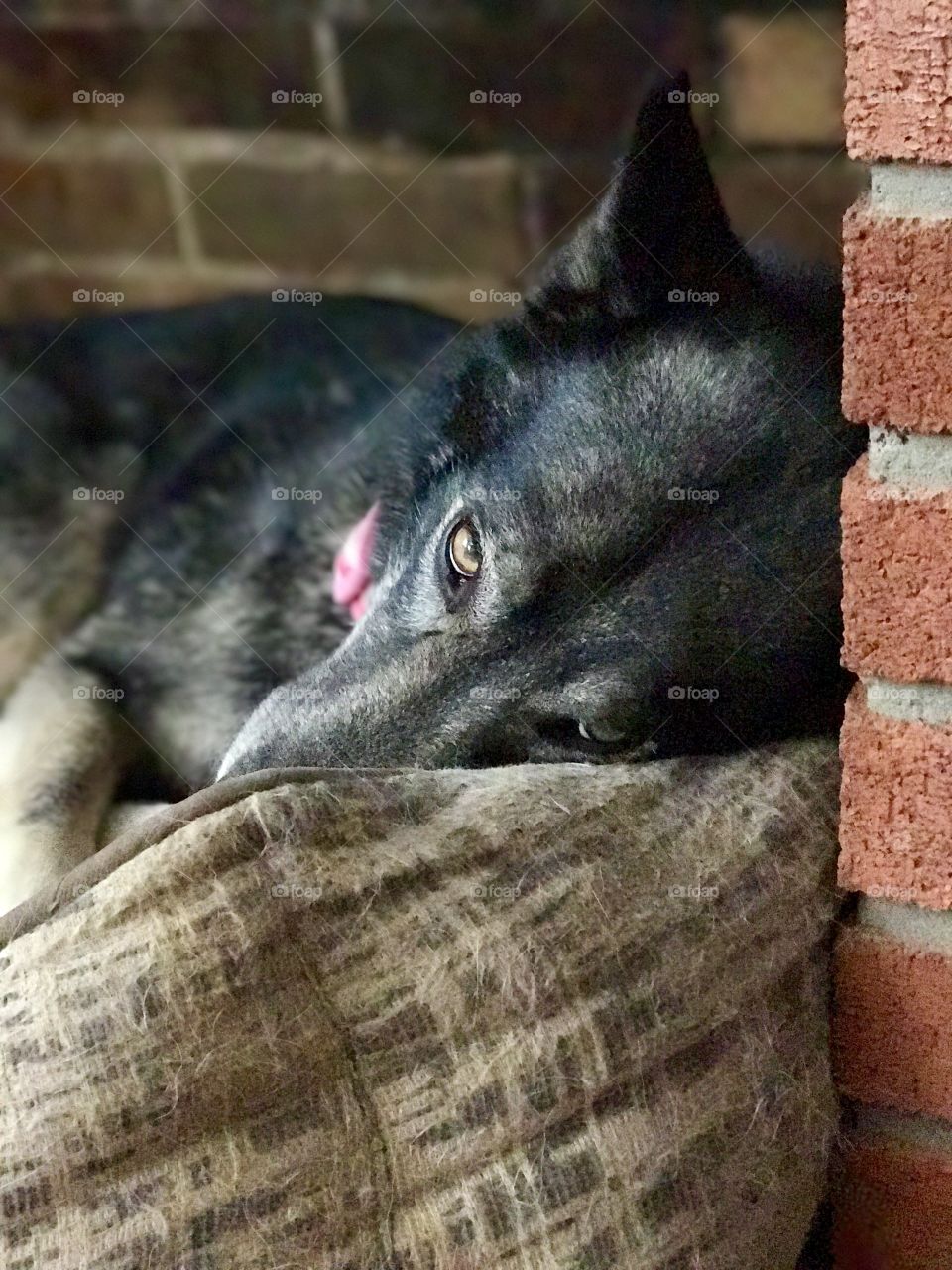 Wolf dog in fireplace 