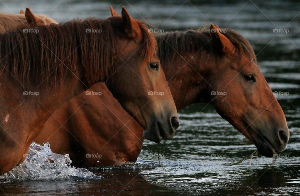 Wild Horses in Salt River