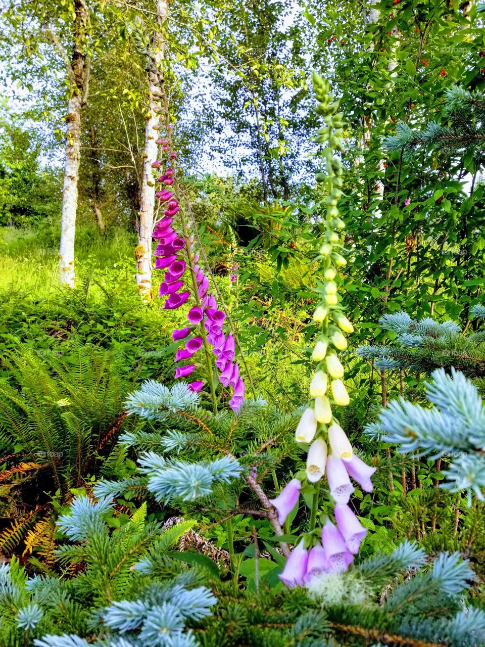 wildflowers in the trees